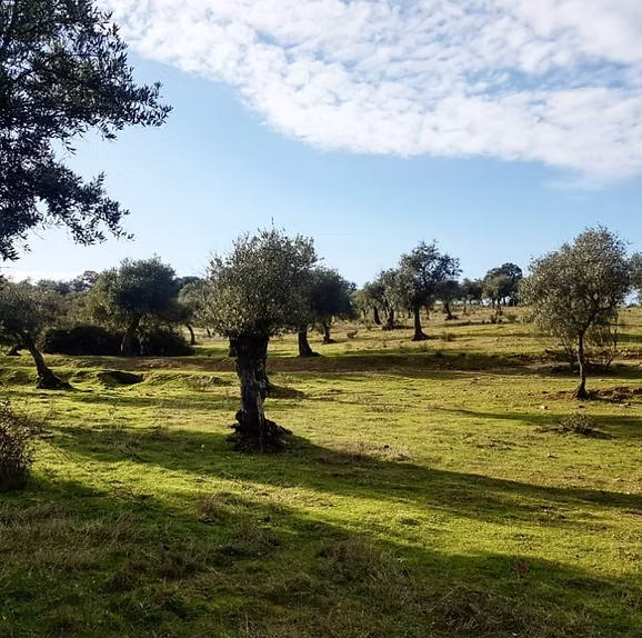Olive grove at Majuma Valley